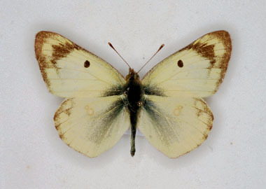 Colias hyale (Pale Clouded Yellow) male aberration (Internet Image property of respective owner, non-commercial use only)